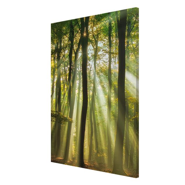 Wandbilder Landschaften Sonnentag im Wald