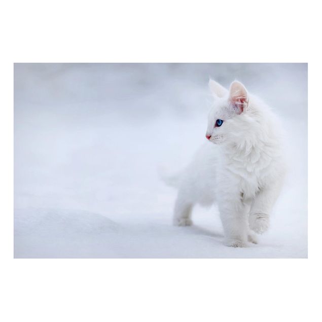 Magnettafeln Tiere Weiß wie Schnee