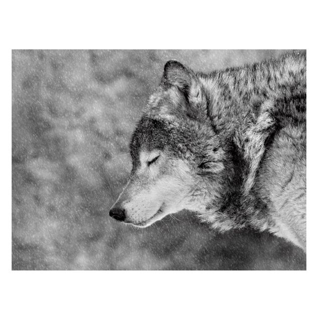 Magnettafel Tiere Winter Wolf