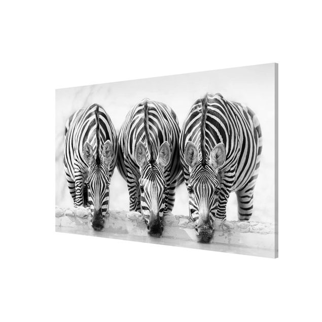 Magnettafeln Tiere Zebra Trio schwarz-weiß