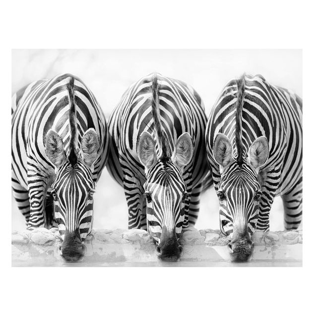 Wandbilder Zebras Zebra Trio schwarz-weiß