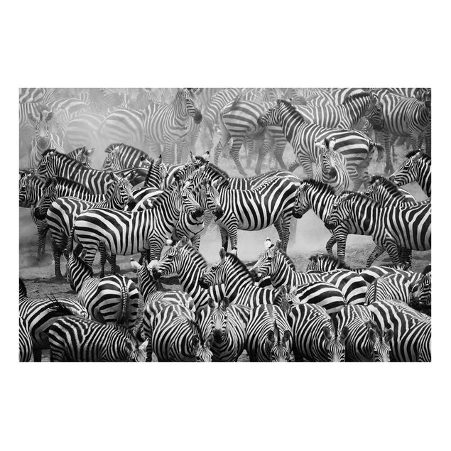 Wandbilder Zebras Zebraherde II