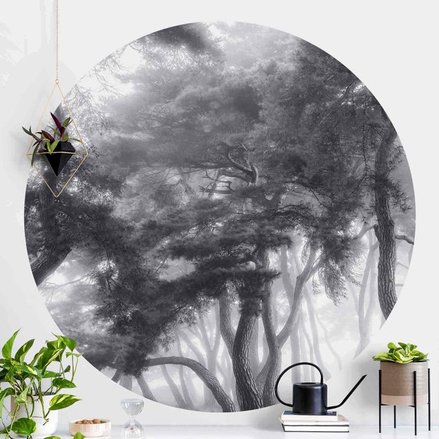 Wanddeko Küche Majestätische Bäume in Schwarz-weiß