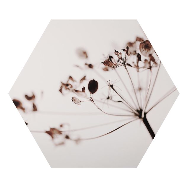Monika Strigel Bilder Makroaufnahme Trockenblume im Schatten