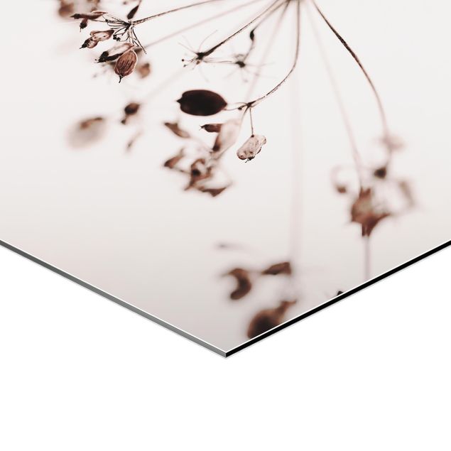 Foto auf Alu Dibond Makroaufnahme Trockenblume im Schatten