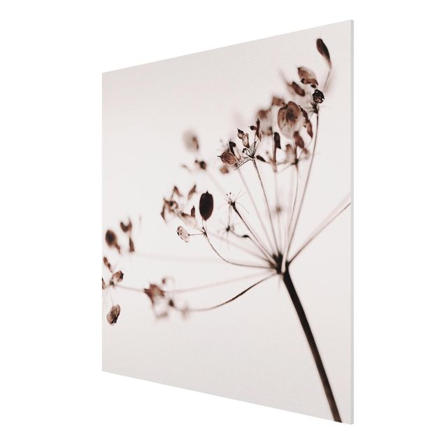 Wandbilder Blumen Makroaufnahme Trockenblume im Schatten