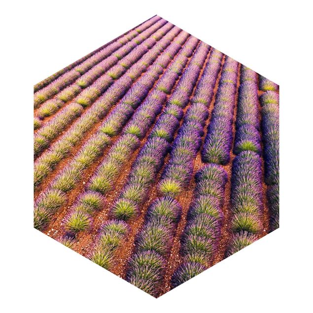 Fototapete kaufen Malerisches Lavendelfeld