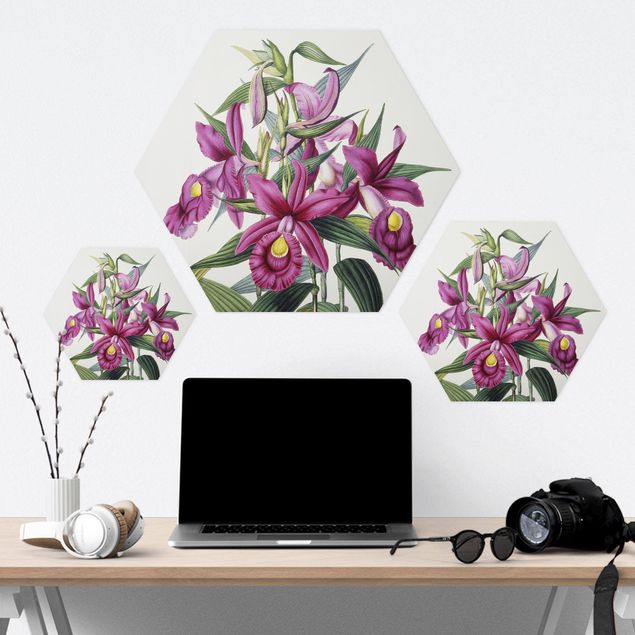 Hexagon Bilder Maxim Gauci - Orchidee I