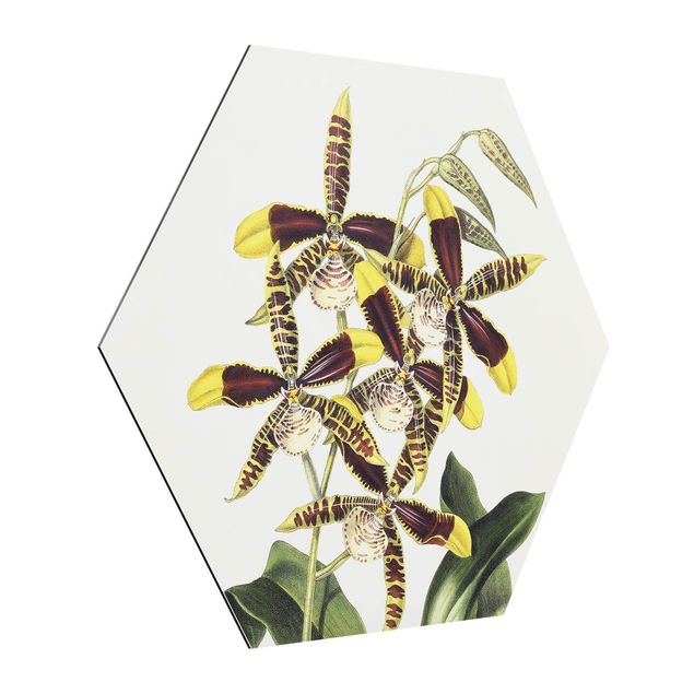 Wandbilder Blumen Maxim Gauci - Orchidee II