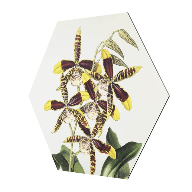 Wandbilder Grün Maxim Gauci - Orchidee II