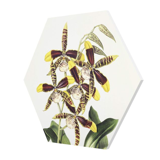 Foto auf Hartschaumplatte Maxim Gauci - Orchidee II