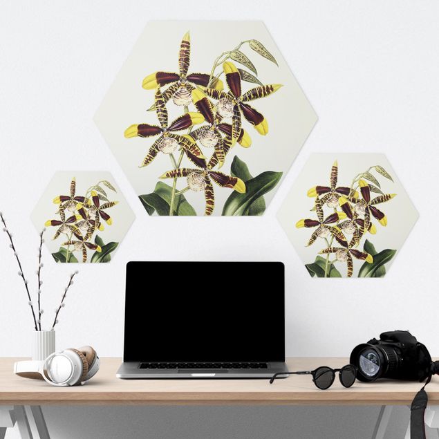 Bilder Hexagon Maxim Gauci - Orchidee II