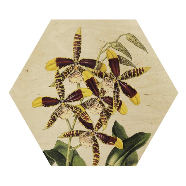 Wandbilder Blumen Maxim Gauci - Orchidee II