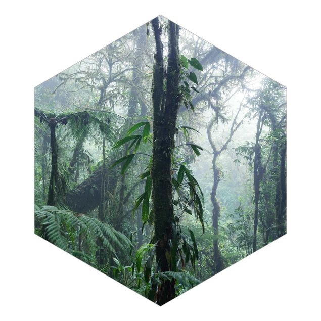 Matteo Colombo Bilder Monteverde Nebelwald