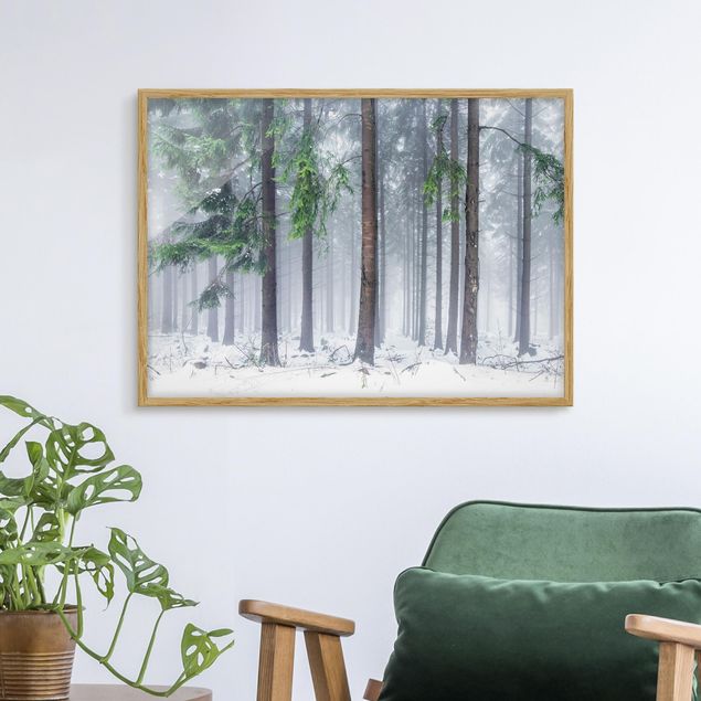 Wandbilder Bäume Nadelbäume im Winter