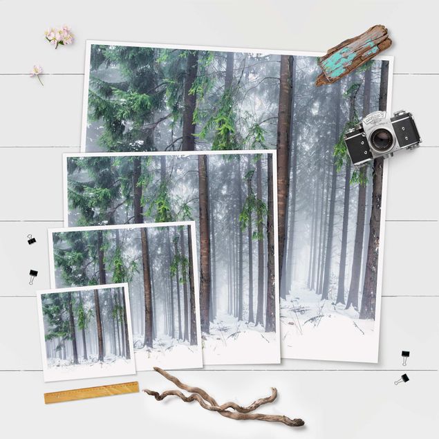 Bilder Nadelbäume im Winter