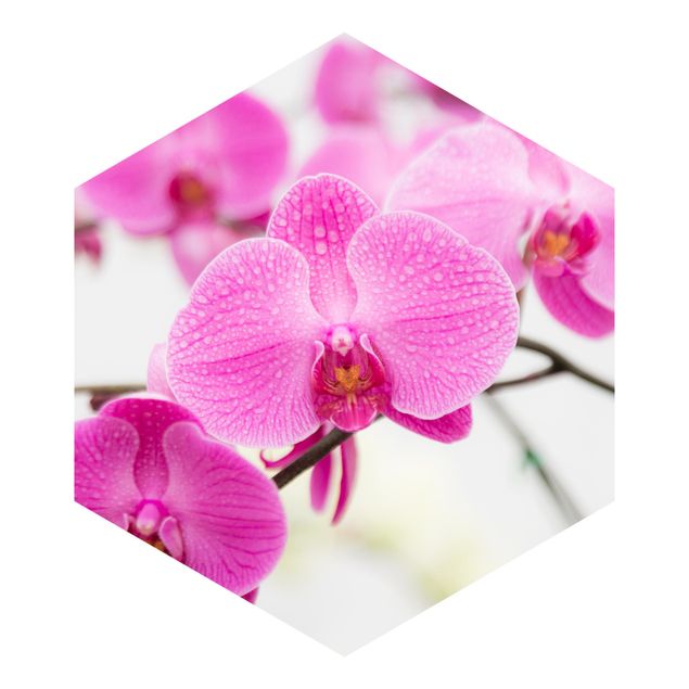 Fototapete kaufen Nahaufnahme Orchidee