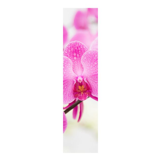 Schiebevorhang Blumen Nahaufnahme Orchidee