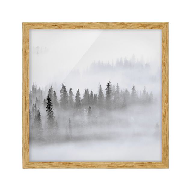 schwarz-weiß Bilder gerahmt Nebel im Tannenwald Schwarz-Weiß
