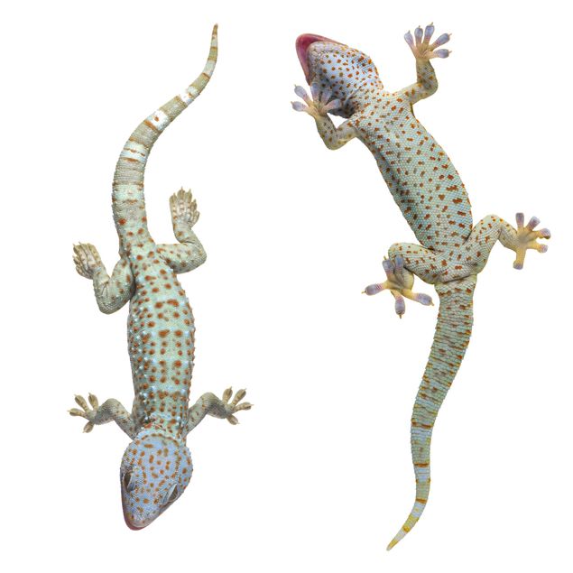 Fenstersticker Tiere Neugierige Geckos
