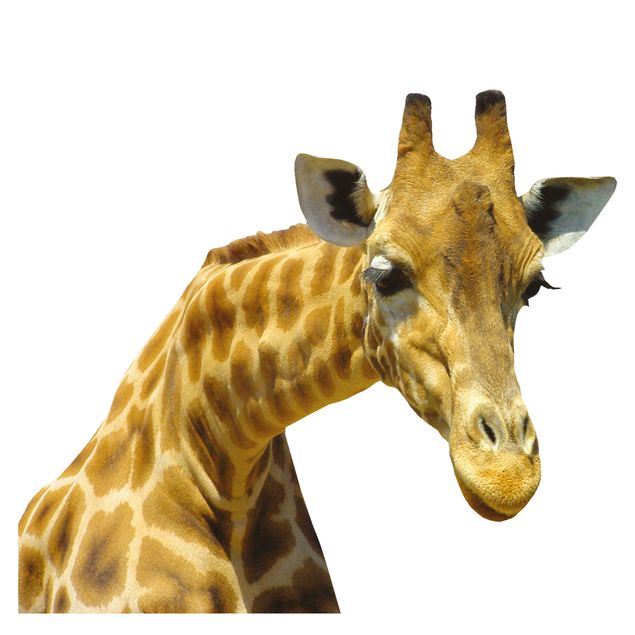 Fenstersticker Tiere Neugierige Giraffe