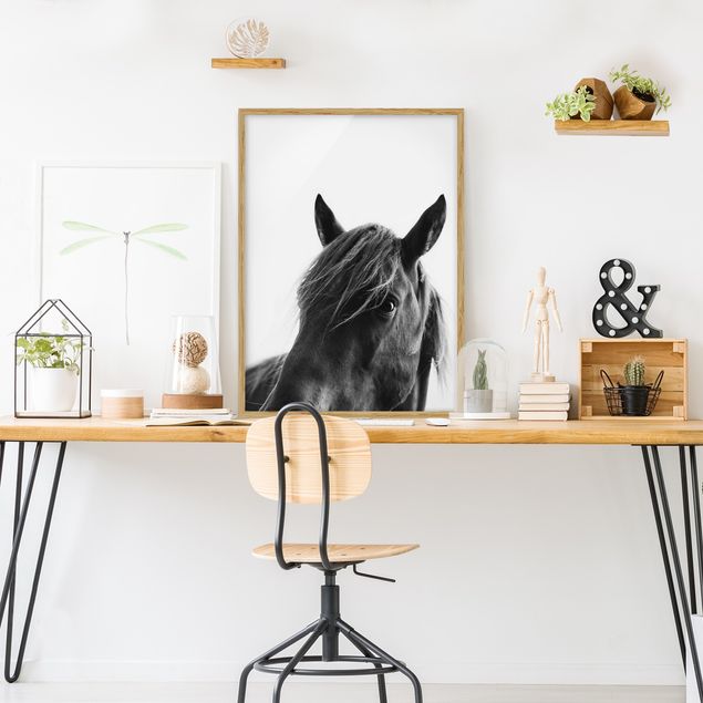 schwarz-weiß Bilder mit Rahmen Neugieriges Pferd