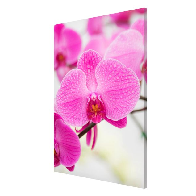 Magnettafeln Blumen Nahaufnahme Orchidee