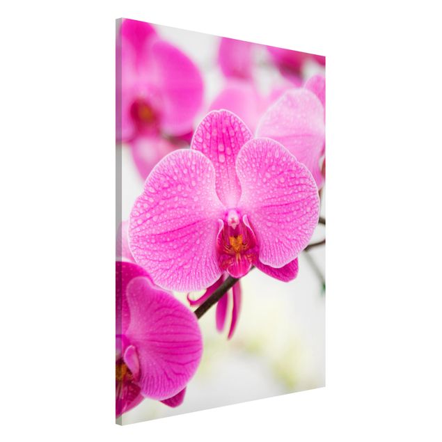 Magnettafeln Blumen Nahaufnahme Orchidee