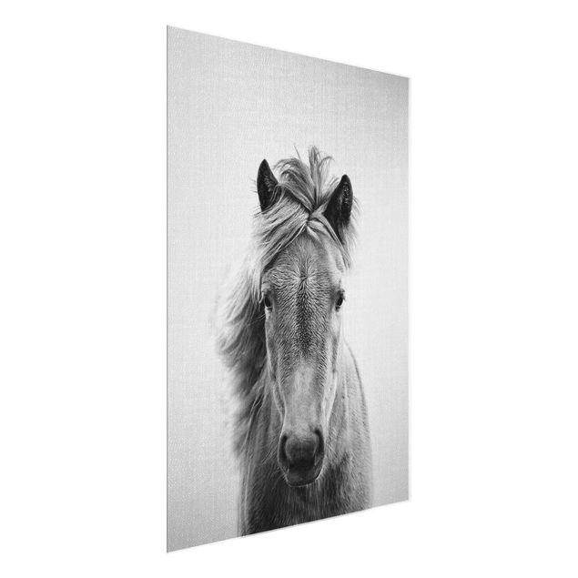 Glasbilder Tiere Pferd Pauline Schwarz Weiß
