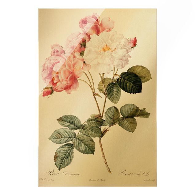 Wandbilder Floral Pierre Joseph Redouté - Damaszener-Rose