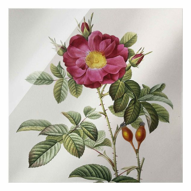 Wandbilder Floral Pierre Joseph Redouté - Portland-Rose