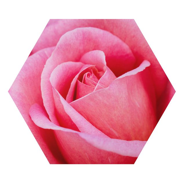 Uta Naumann Bilder Pinke Rosenblüte vor Grün
