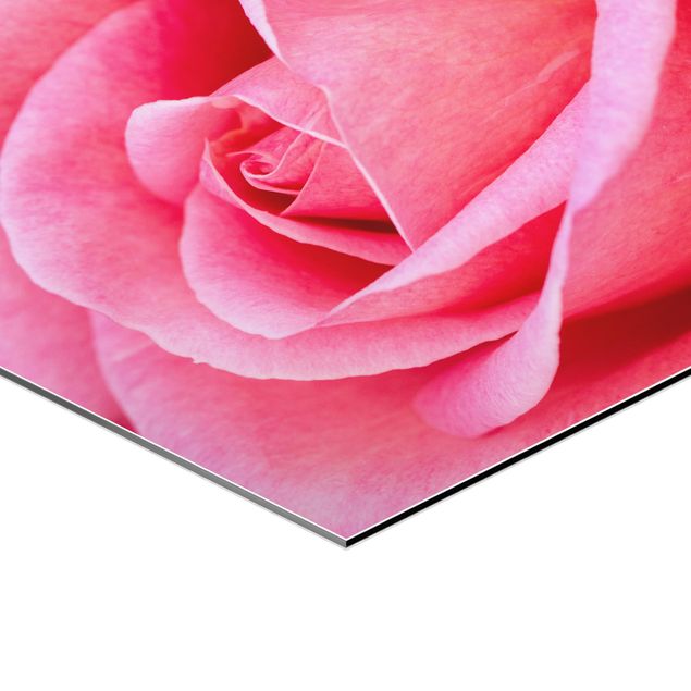 Alu Dibond Bilder Pinke Rosenblüte vor Grün