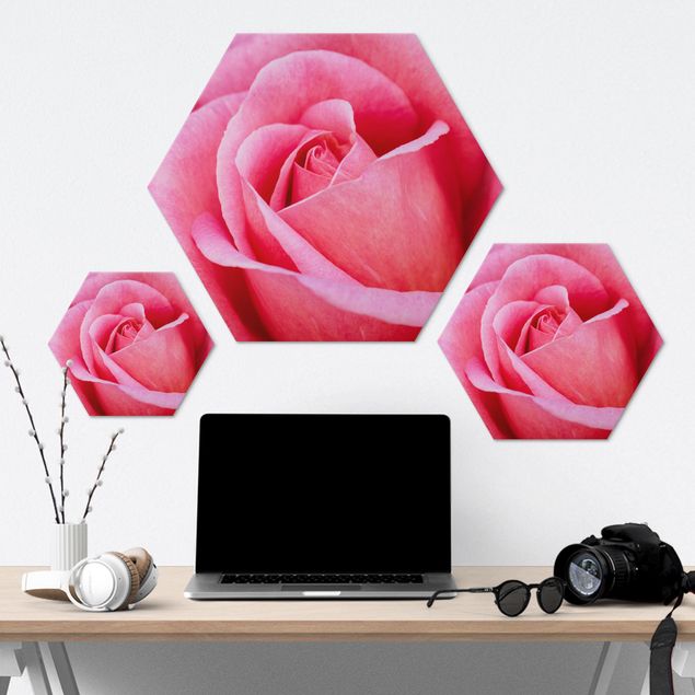 Hexagon-Alu-Dibond Bild - Pinke Rosenblüte vor Grün