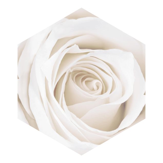 Fototapete blau Pretty White Rose