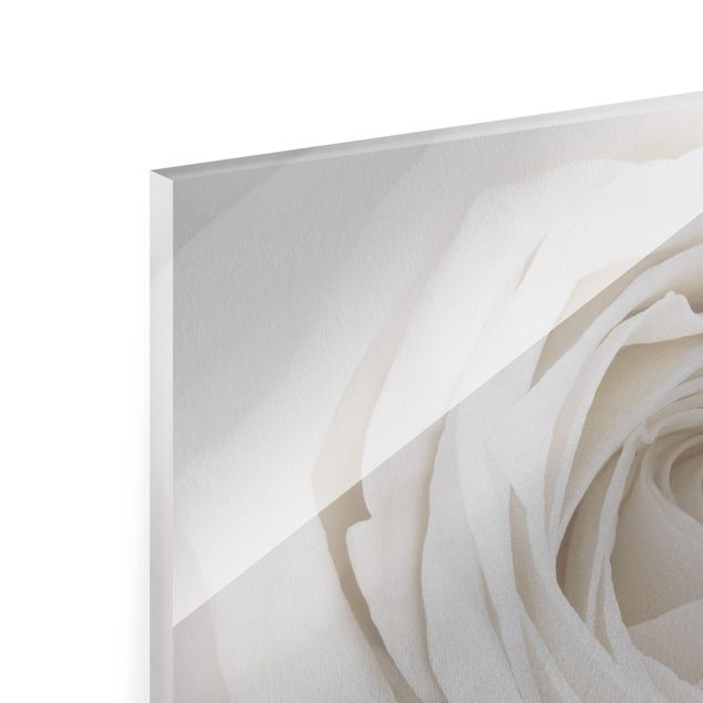 schöne Bilder Pretty White Rose