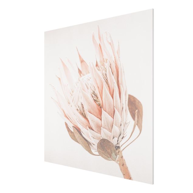 Wandbilder Blumen Protea Königin der Blüten