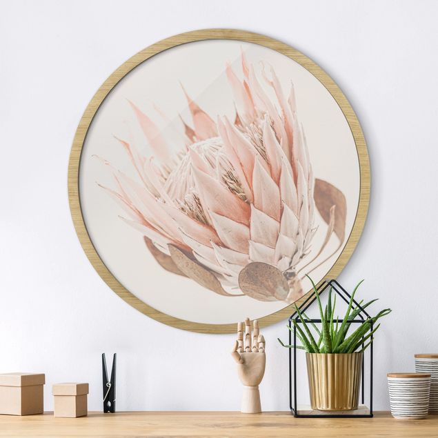 gerahmte Blumenbilder Protea Königin der Blüten