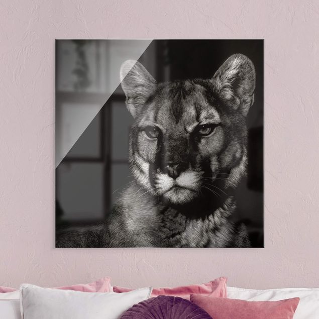 Glasbilder Tiere Puma vor Schwarz