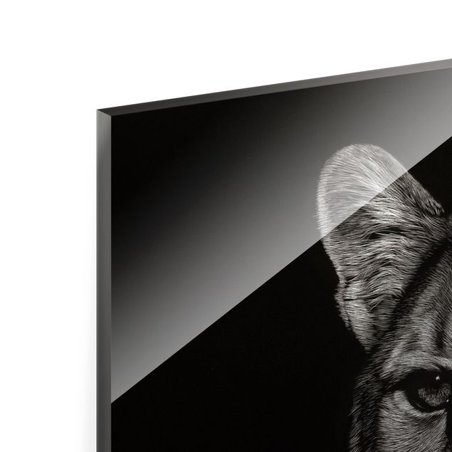Wandbilder Puma vor Schwarz