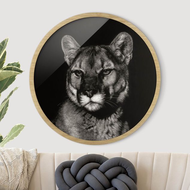 Tierbilder mit Rahmen Puma vor Schwarz