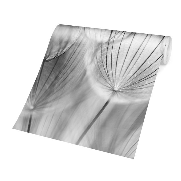 Fototapete Schwarz-Weiß Pusteblumen Makroaufnahme in schwarz weiß