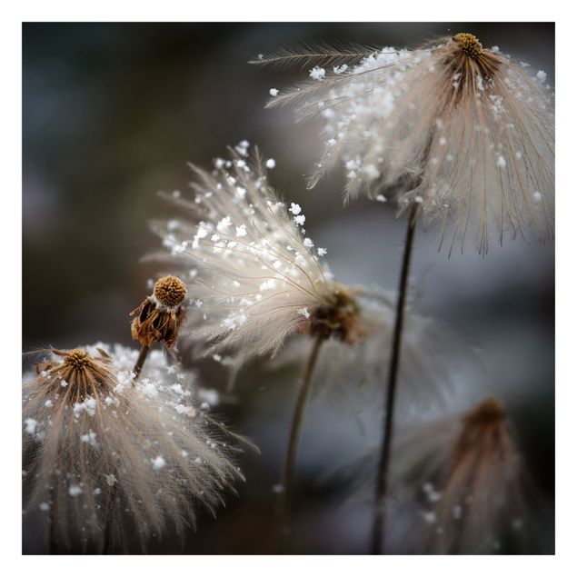Foto Tapete Pusteblumen mit Schneeflocken