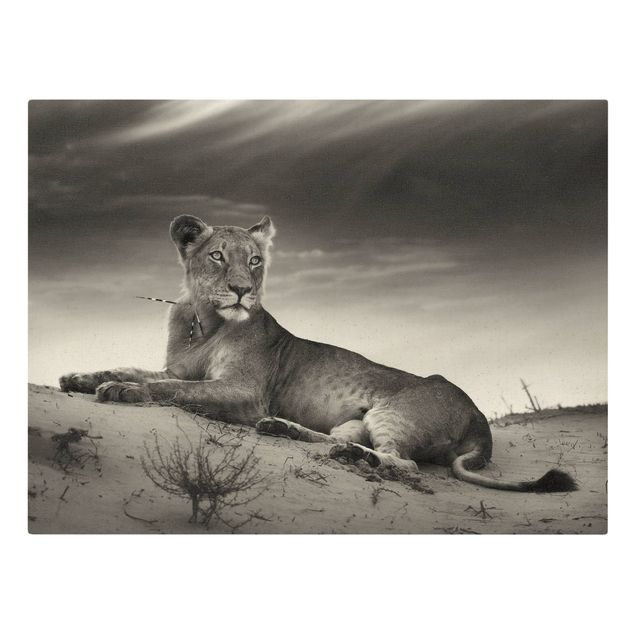 Leinwandbilder schwarz-weiß Resting Lion