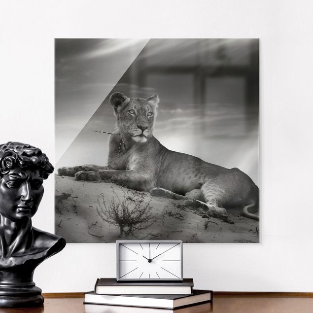 schwarz weiß Glasbilder Resting Lion