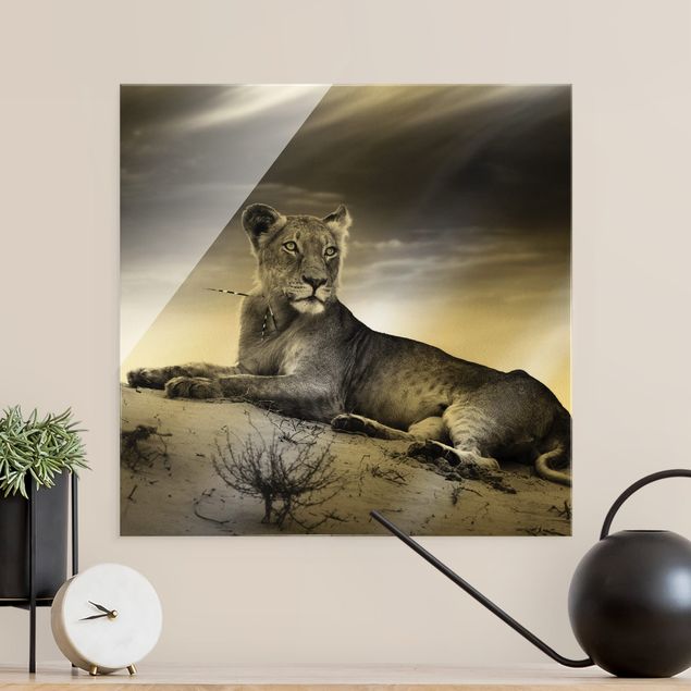 schwarz weiß Glasbilder Resting Lion