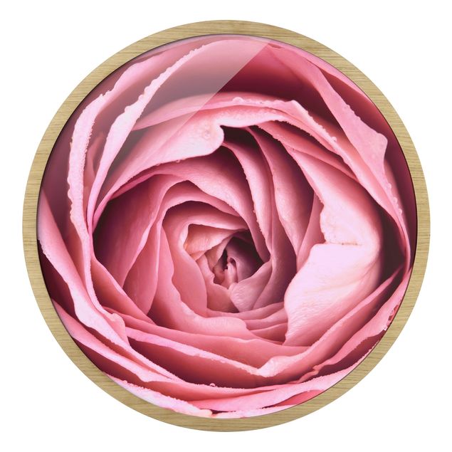 Wandbilder Rosa Rosa Rosenblüte