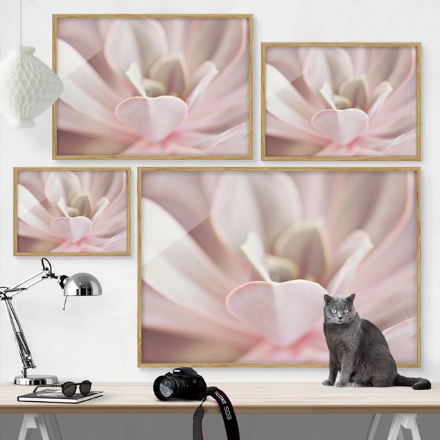 Wandbilder Rosa Rosane Sukkulentenblüte