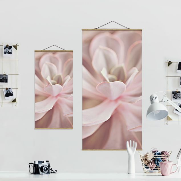Monika Strigel Bilder Rosane Sukkulentenblüte