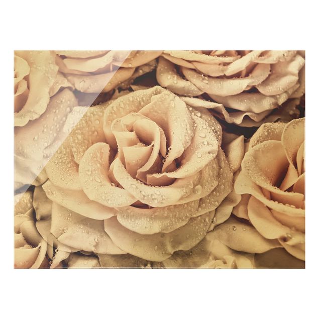 Wandbilder Blumen Rosen Sepia mit Wassertropfen